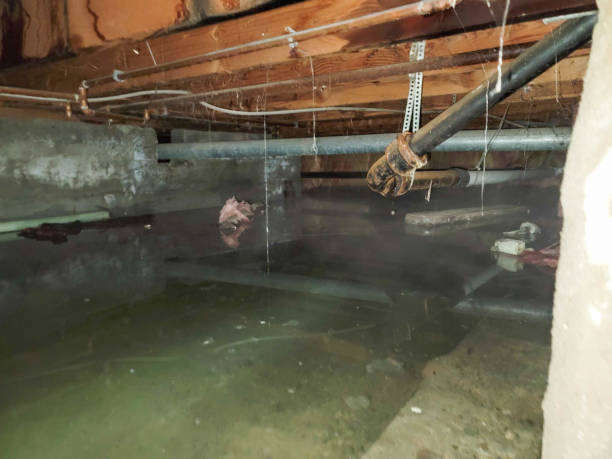 Best Local water damage restoration  in Janesville, CA